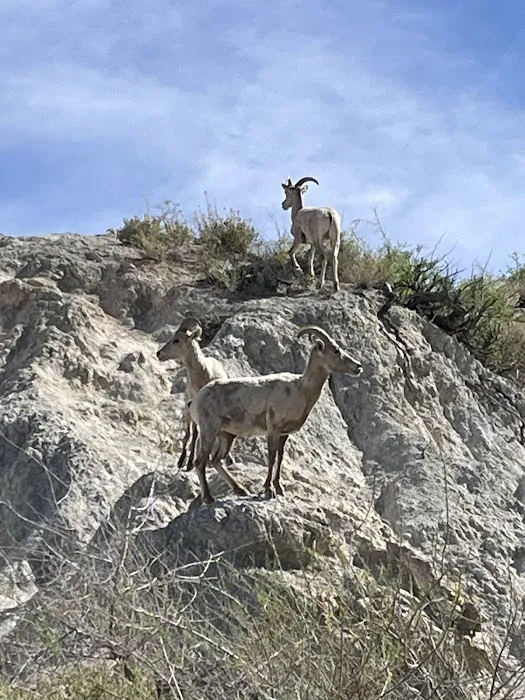 Agua Caliente Campground Entry Gate Picture 6