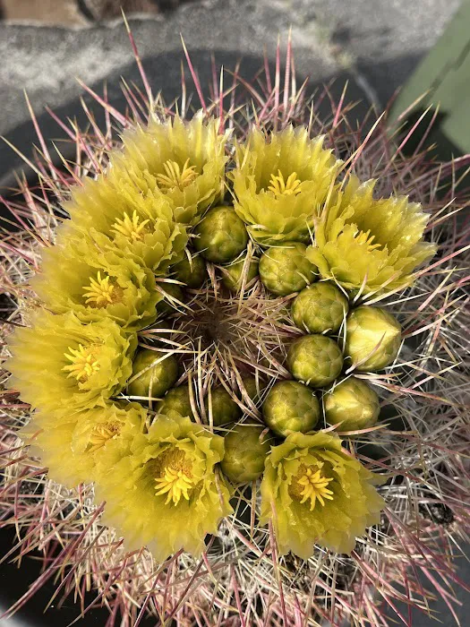 Agua Caliente Campground Entry Gate Picture 2