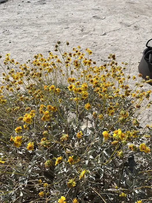 Agua Caliente Campground Entry Gate Picture 4