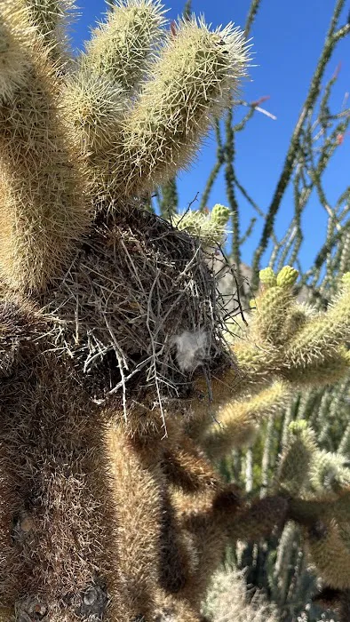 Agua Caliente Campground Picture 6