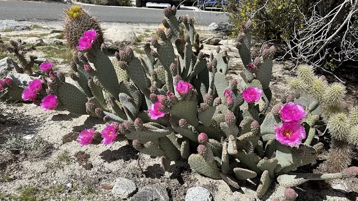 Agua Caliente Campground Picture 9