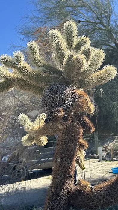 Agua Caliente Campground Picture 8