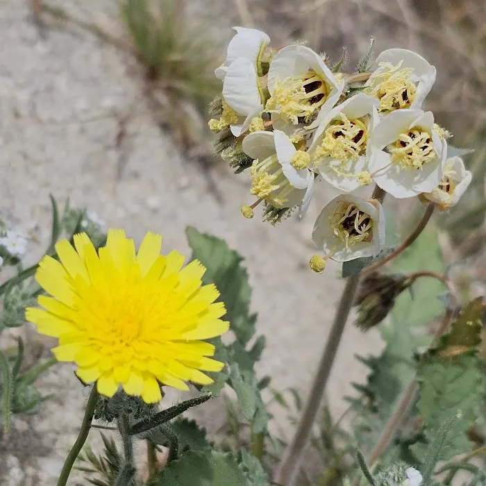 Arroyo Salado Campground Picture 3