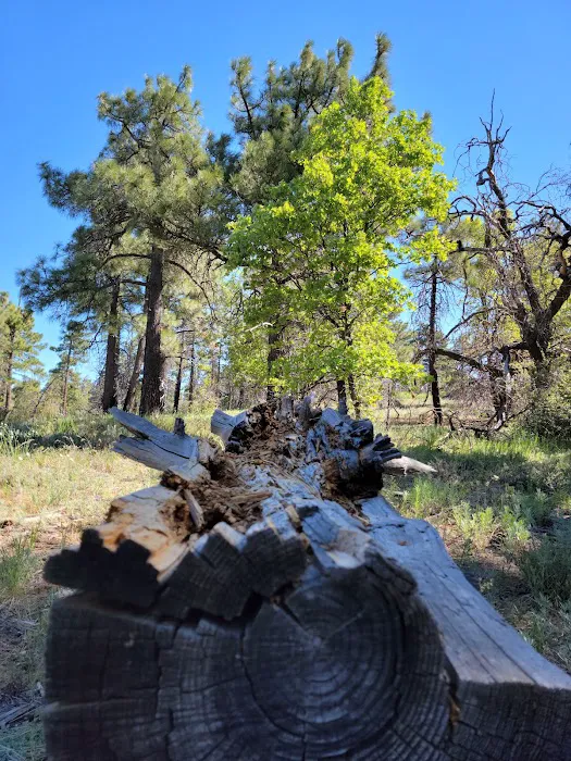 Burnt Rancheria Campground Picture 4