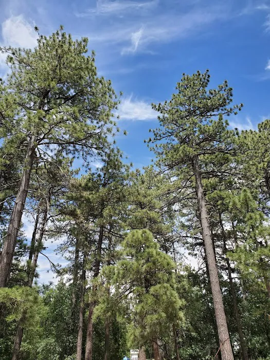 Burnt Rancheria Campground Picture 8