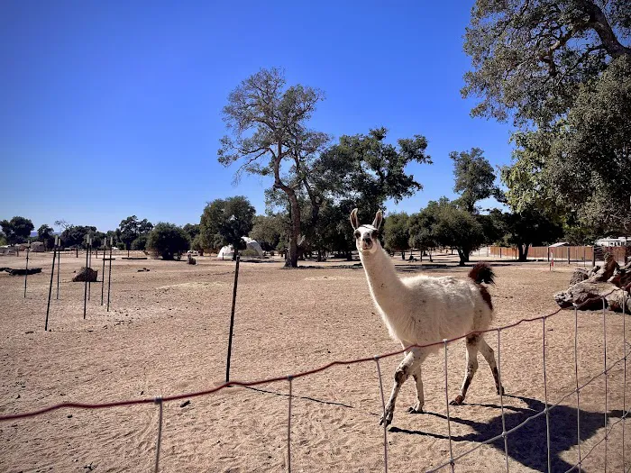 Boulevard / Cleveland National Forest KOA Holiday Picture 8