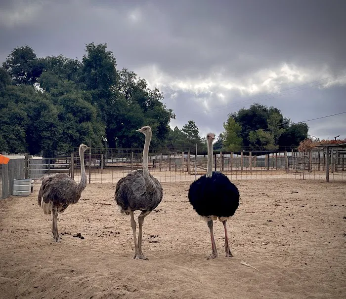 Boulevard / Cleveland National Forest KOA Holiday Picture 3