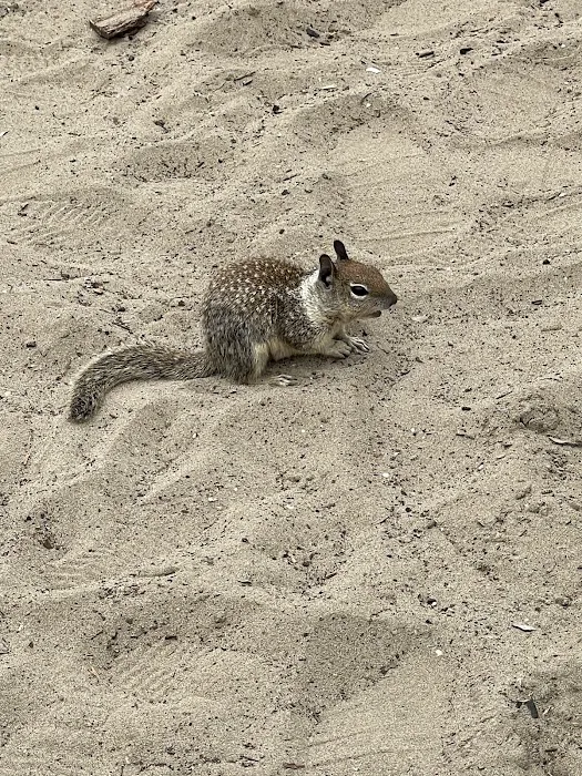Morro Strand State Beach Campground Picture 9