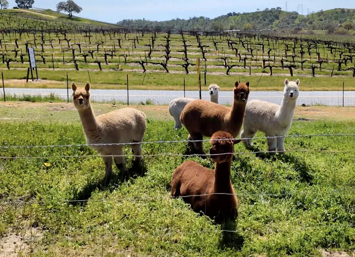 Vinyl Vineyards Picture 10