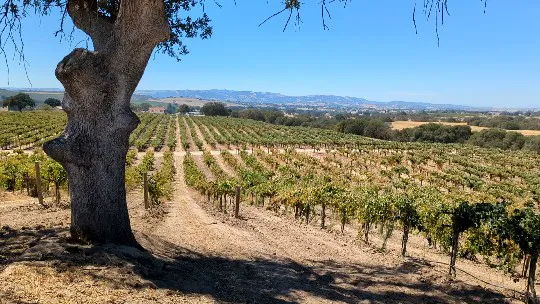 Vinyl Vineyards Picture 5