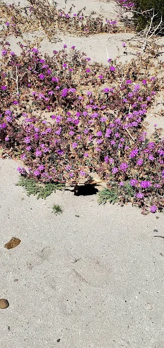 Hollywood-Vine Campsite Picture 3