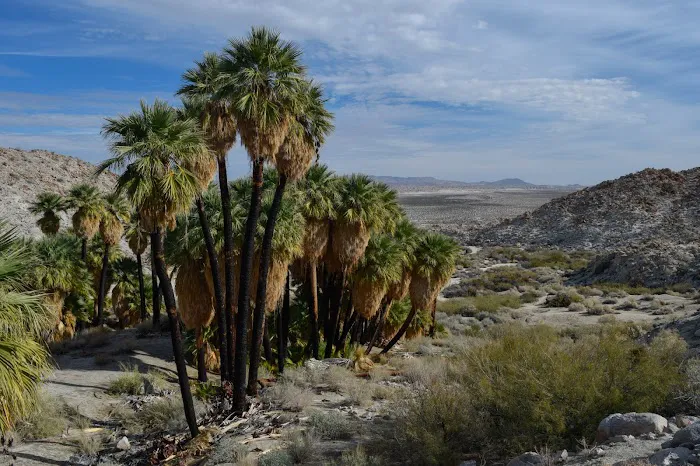 Mountain Palm Springs Campground Picture 1