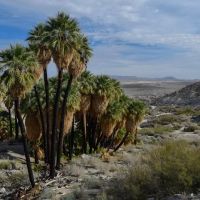 Mountain Palm Springs Campground ico