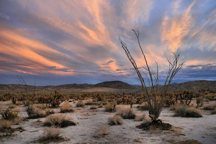 Mountain Palm Springs Campground Picture 6