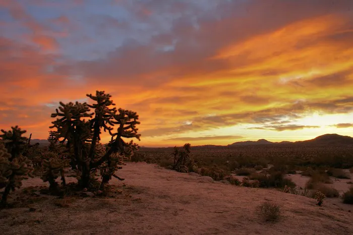 Mountain Palm Springs Campground Picture 3