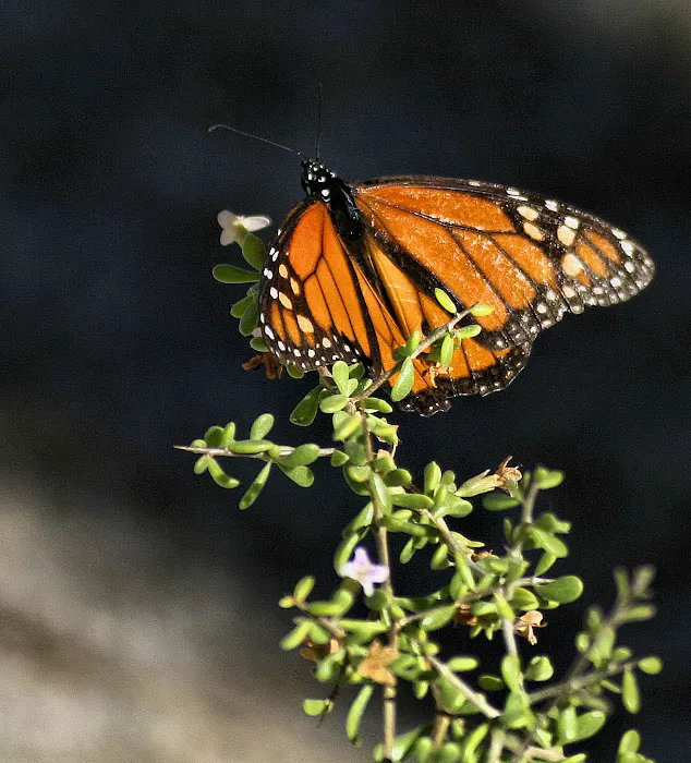 Mountain Palm Springs Campground Picture 8