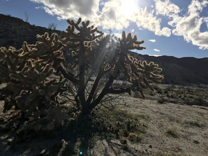 Mountain Palm Springs Campground Picture 9