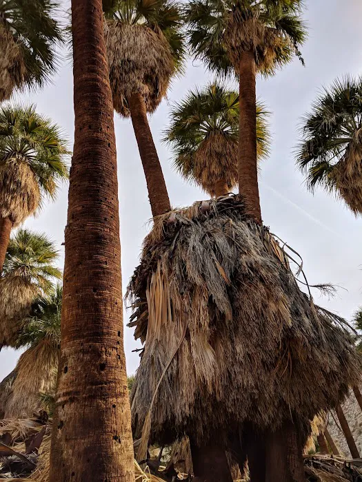 Mountain Palm Springs Campground Picture 7