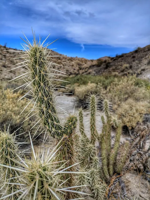 Bow Willow Campground Picture 3