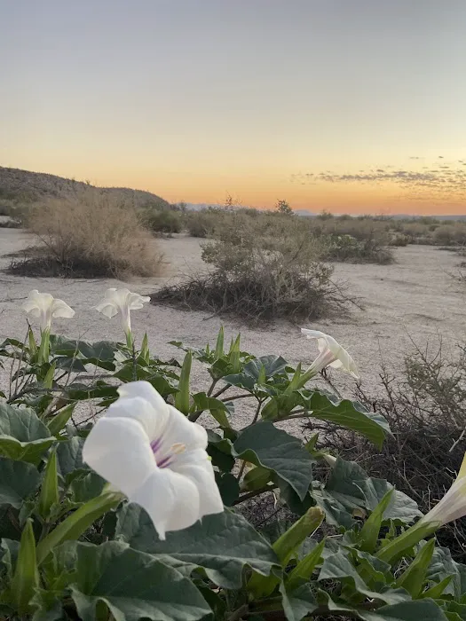 Bow Willow Campground Picture 5