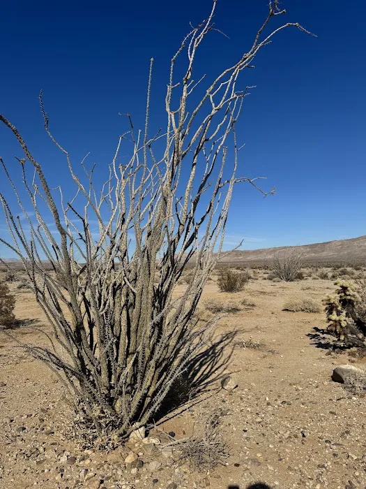 Coyote Mountains Wilderness Picture 1