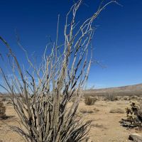 Coyote Mountains Wilderness ico