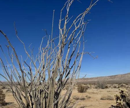 Coyote Mountains Wilderness