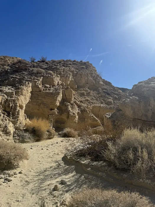 Coyote Mountains Wilderness Picture 4