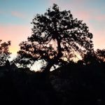 Lower Lark Canyon Campground