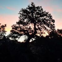 Lower Lark Canyon Campground ico