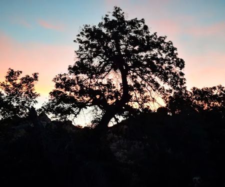 Lower Lark Canyon Campground