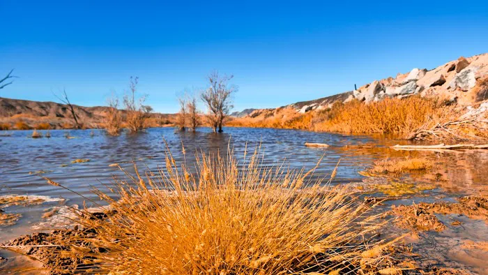 Afton Canyon Campground Picture 2
