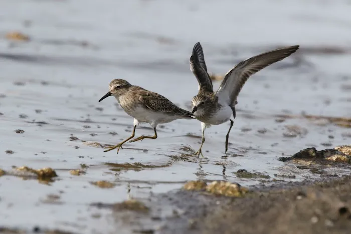 Corvina Beach Campground Picture 5