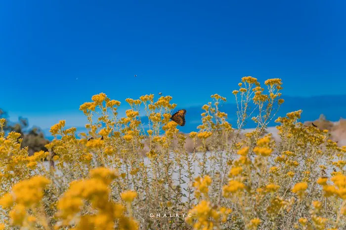 Headquarters Campground Picture 9