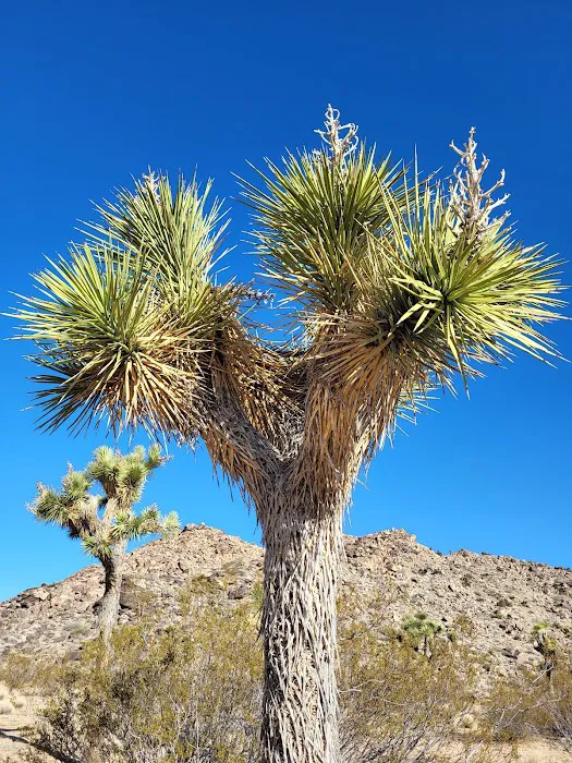 Cottonwood Springs Road (J.T.) Picture 4