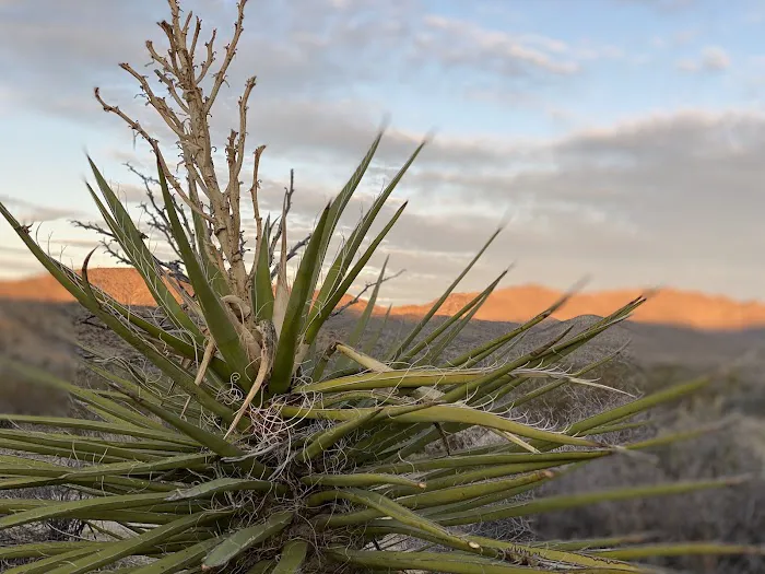 Cottonwood Group Campground Picture 2