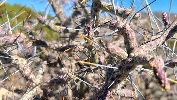 Cottonwood Group Campground Picture 1