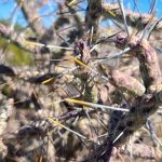 Cottonwood Group Campground