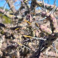 Cottonwood Group Campground ico