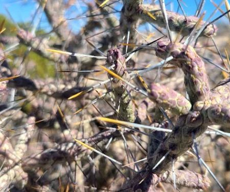 Cottonwood Group Campground