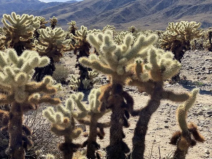 Cottonwood Group Campground Picture 9