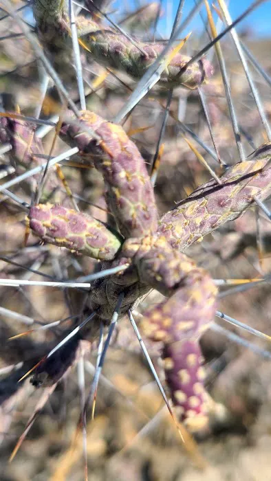 Cottonwood Group Campground Picture 3