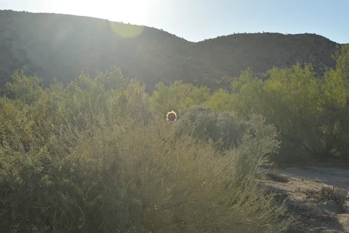 Cottonwood Campground Picture 2