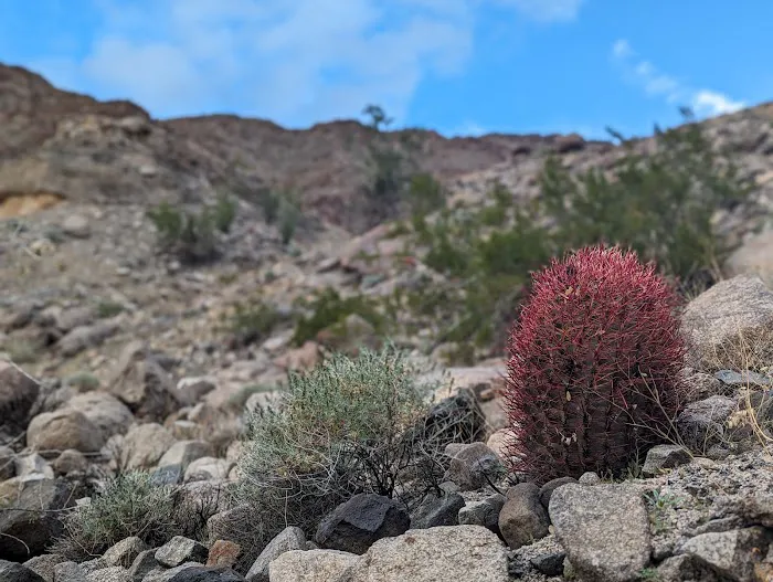Corn Spring Campsite Picture 7
