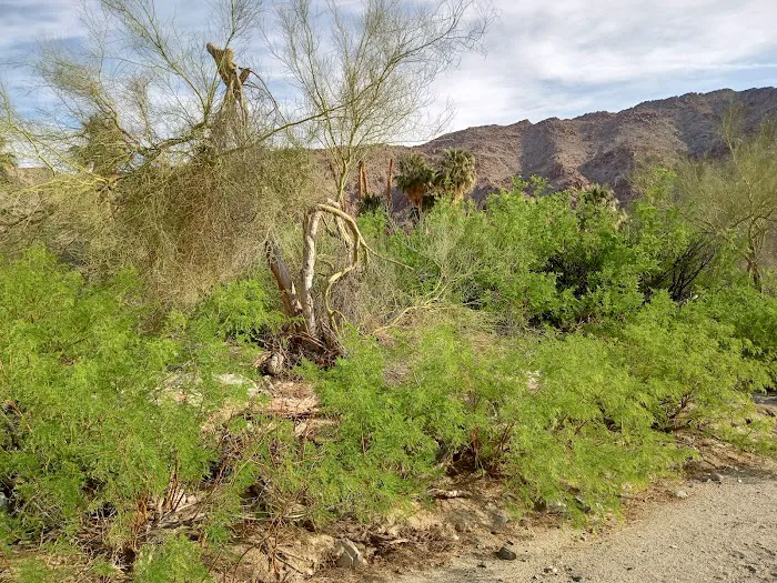 Corn Spring Campsite Picture 6