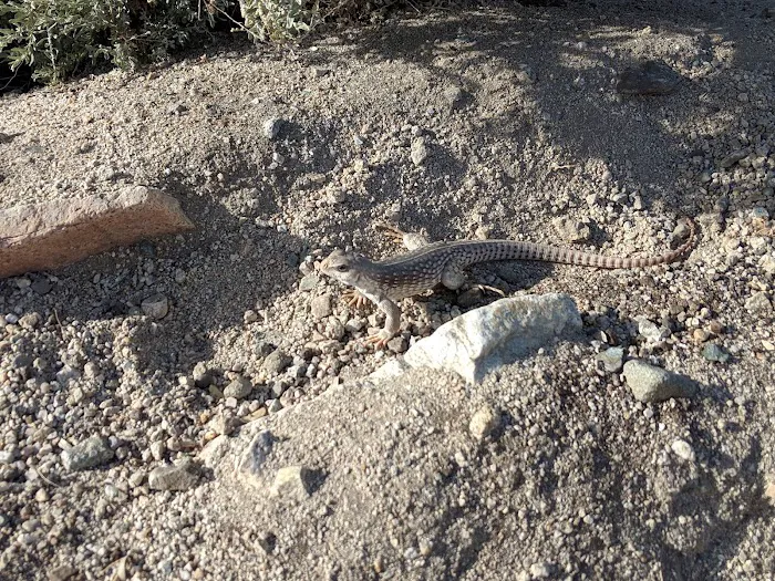 Corn Spring Campsite Picture 4