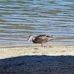 Peninsula Tent Campground