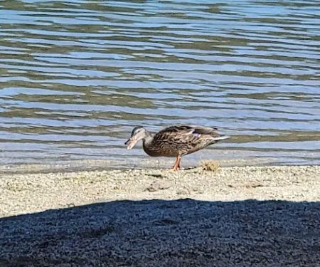 Peninsula Tent Campground