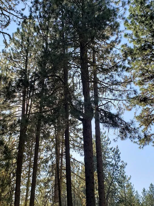 Little Bear RV Park Picture 3