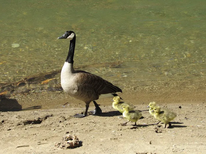 Camp Riverslanding Picture 8